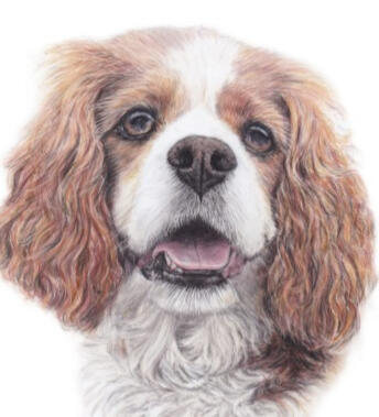 Cavalier colour pencil A4 framed £250