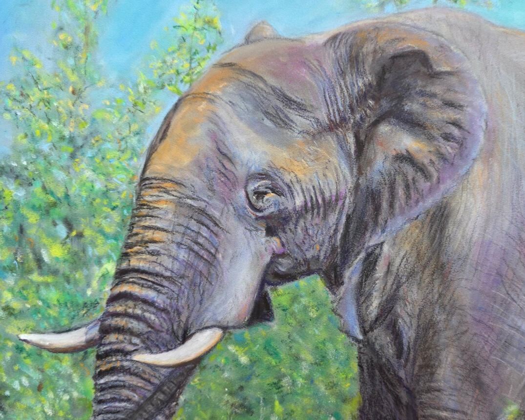 Elephant Emerging from foliage on a sunny day. Painted with pastel on A4 pastelmat from a Jason Morgan tutorial priced at £200