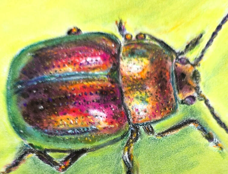 Shiny bug in pastel A6 £40