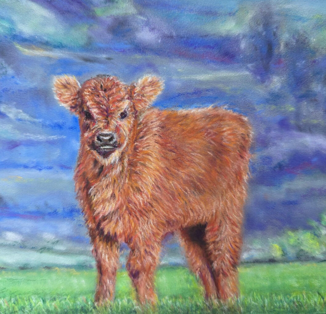 A sweet fluffy orange coated Highland calf standing on grass with a hazy background of the Lake District mountains and greenery