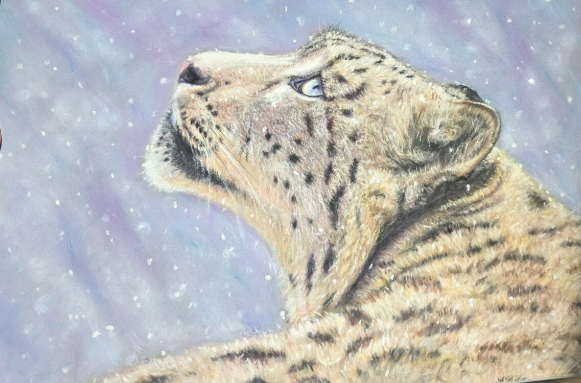 A snow leopard gazing towards the sky as snow comes down. A4 pastels on pastelmat by Sue Ryder. Sue's Stones and Fine Art