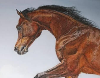 Bay Horse colour pencil on drafting film SOLD