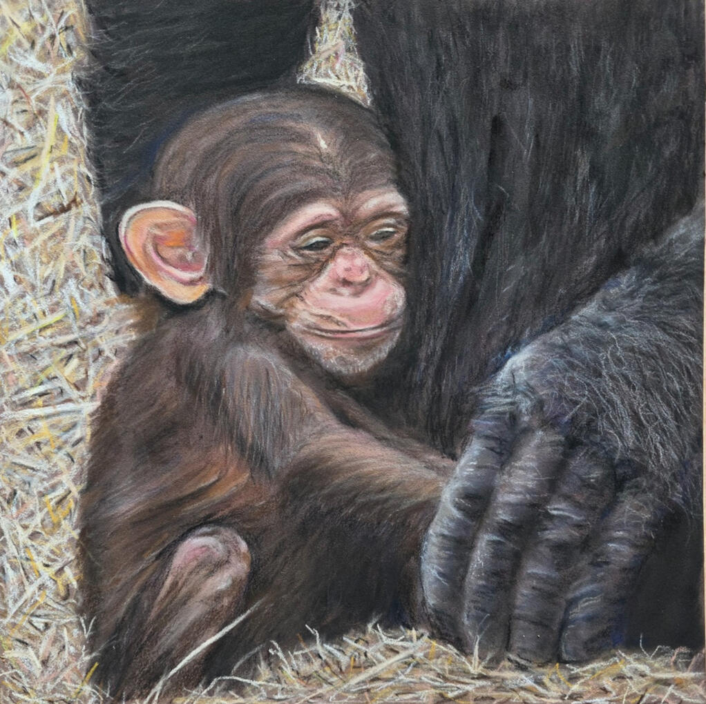 A drawing using pastel of Tumba a baby chimp with his Mumma's hand holding his arms close. 8x8inch for sale at £150. Sue Ryder. Sue's Stones and Fine Art