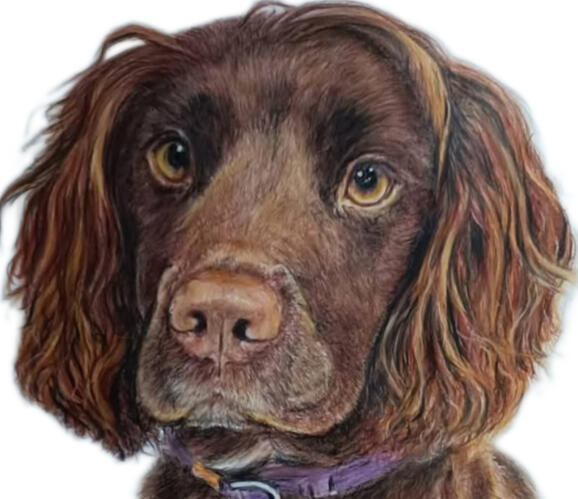 Georgie, colour pencil on drafting film pet commission example