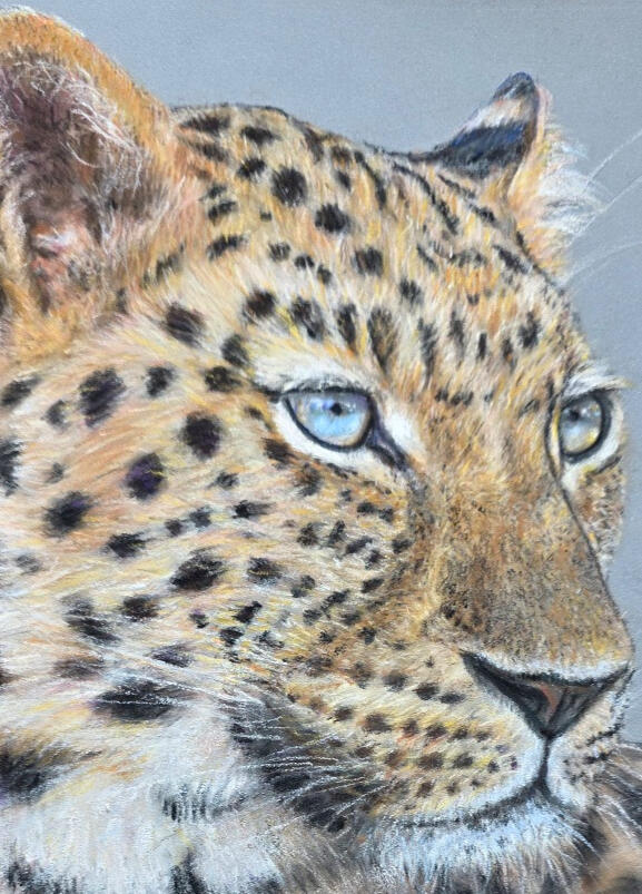 SOLD Triple award winning Amur Leopard in pastel/Gouache on Pastelmat photo ref Liam Austin